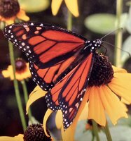 Dennis G. Mottin, Sr.